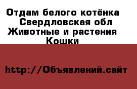 Отдам белого котёнка  - Свердловская обл. Животные и растения » Кошки   